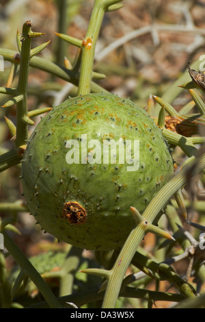 ! Nara-Melone (Acanthosicyos Horridus), Namib-Naukluft-Nationalpark, in der Nähe von Walvis Bay, Namibia, Afrika Stockfoto