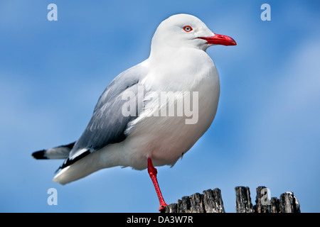 Einsame Möwe thront auf einem alten erodierten Leistengegend.  Auf der Suche nach rechts mit blauem Himmelshintergrund.  Spezies "Larus Canus". Stockfoto