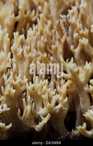 Eine Nahaufnahme Detail aufrecht Coral Pilze (Ramaria Stricta), wachsen in der Sir Harold Hillier Gardens, Romsey, Hampshire. Stockfoto