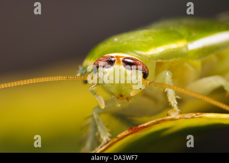 Eine grüne Banane Schabe (Panchlora Nivea) auf einem herbstlichen Blatt. Gebürtig aus Kuba, der Karibik und einigen südlichen Bundesstaaten der USA Stockfoto