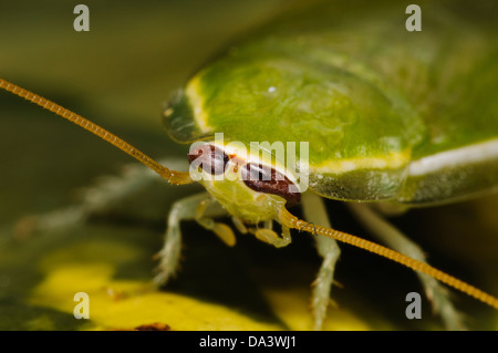 Eine grüne Banane Schabe (Panchlora Nivea) auf einem herbstlichen Blatt. Gebürtig aus Kuba, der Karibik und einigen südlichen Bundesstaaten der USA Stockfoto