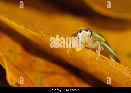 Eine grüne Banane Schabe (Panchlora Nivea) auf einem herbstlichen Blatt. Gebürtig aus Kuba, der Karibik und einigen südlichen Bundesstaaten der USA Stockfoto