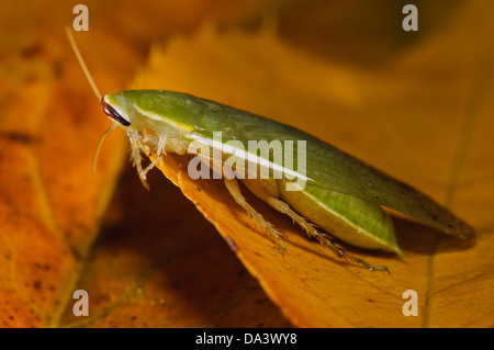 Eine grüne Banane Schabe (Panchlora Nivea) auf einem herbstlichen Blatt. Gebürtig aus Kuba, der Karibik und einigen südlichen Bundesstaaten der USA Stockfoto