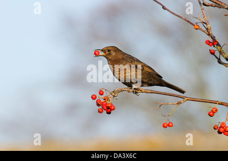 Eine weibliche Amsel (Turdus Merula) thront in einer Eberesche und Essen eine Vogelbeere in Holt in Norfolk. November. Stockfoto