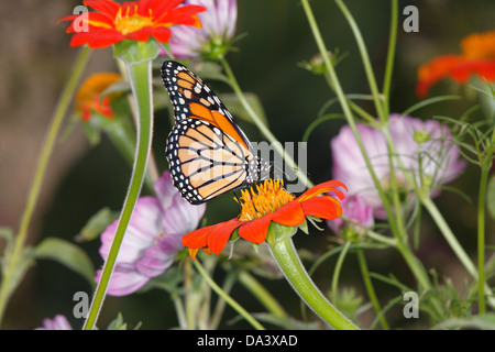 Ein Monarchfalter In A Garten Einstellung inmitten von bunten Blumen, Danaus plexippus Stockfoto