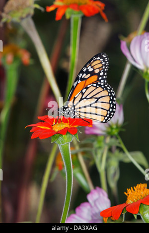 Ein Monarchfalter In A Garten Einstellung inmitten von bunten Blumen, Danaus plexippus Stockfoto