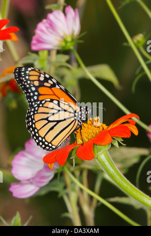 Ein Monarchfalter In A Garten Einstellung inmitten von bunten Blumen, Danaus plexippus Stockfoto