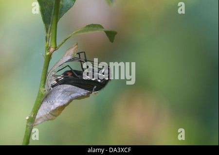 Entstehung von Common Mormon Papilio Polytes. Stockfoto