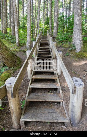 Holztreppe im unteren Lewis River Falls Wandern Trail Staat Washington Stockfoto