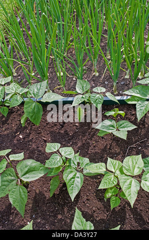 Junge grüne Bohnen und weißen Zwiebeln wachsen in Hochbeete im heimischen Gemüsegarten, Cumbria, England UK Stockfoto