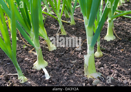 Weiße Zwiebeln wachsen im heimischen Gemüsegarten Cumbria, England UK Stockfoto