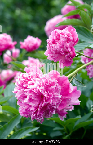 Paeonia Blume in einem englischen Garten. Pfingstrose Blüte. Stockfoto