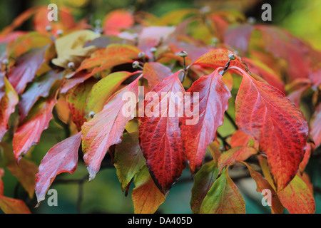 Hartriegel Herbstlaub rote und gelbe Cornus florida Stockfoto