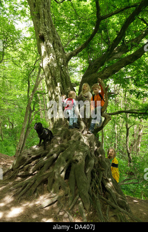 Kinder spielen auf einem alten Baum Stockfoto