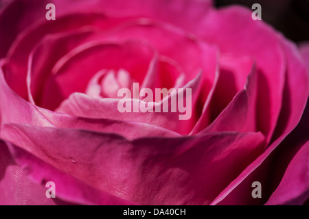Rosa Rosenblüten Nahaufnahme Stockfoto