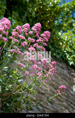 Rosa blühender Baldrian Pflanze wächst aus alten Steinmauer genommen in Frome, Großbritannien Stockfoto