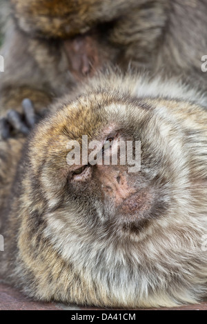 Weiblicher Berberaffe präparierte durch das dominierende Gruppe Männchen Stockfoto