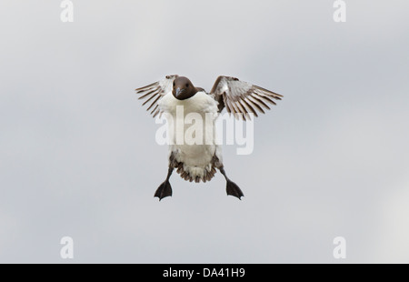 Guillemot Uria Aalge in Flug Kolonie Seacliff Nordsee Stockfoto