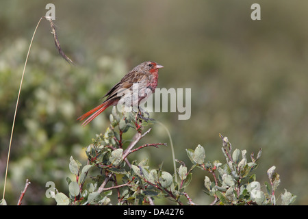 Przewalski Finch (Urocynchramus Pylzowi) Männchen, thront auf Zweig, Tibet-Plateau, Qinghai Provinz, China, August Stockfoto