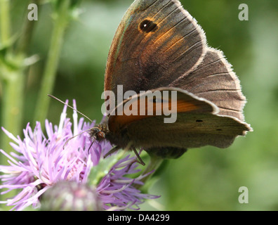 Nahaufnahme eines männlichen Schmetterlings Wiese Braun (Maniola Jurtina) Stockfoto