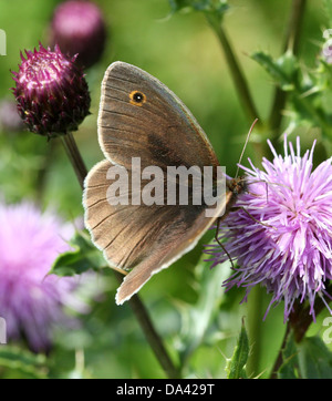 Nahaufnahme eines männlichen Schmetterlings Wiese Braun (Maniola Jurtina) Stockfoto