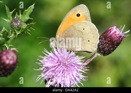 Nahaufnahme eines männlichen Schmetterlings Wiese Braun (Maniola Jurtina) Stockfoto
