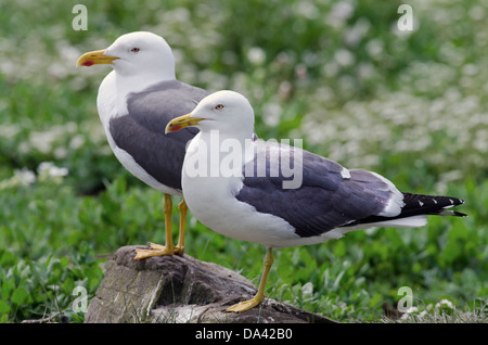 weniger schwarz-unterstützte Möve Larus Fuscus paar northumberland Stockfoto