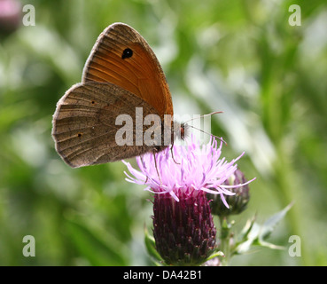 Nahaufnahme eines männlichen Schmetterlings Wiese Braun (Maniola Jurtina) Stockfoto