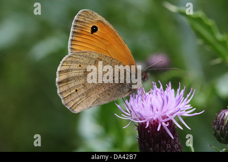 Nahaufnahme eines männlichen Schmetterlings Wiese Braun (Maniola Jurtina) Stockfoto