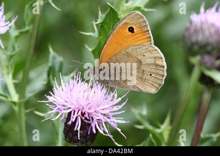 Nahaufnahme eines männlichen Schmetterlings Wiese Braun (Maniola Jurtina) Stockfoto