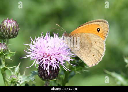 Nahaufnahme eines männlichen Schmetterlings Wiese Braun (Maniola Jurtina) Stockfoto