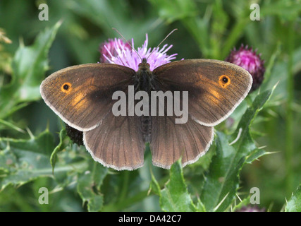 Nahaufnahme der weiblichen Wiese Braun (Maniola Jurtina) Schmetterling Nahrungssuche auf einer Distel Blume Stockfoto