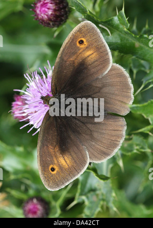 Nahaufnahme der weiblichen Wiese Braun (Maniola Jurtina) Schmetterling Nahrungssuche auf einer Distel Blume Stockfoto