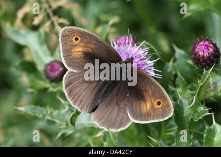 Nahaufnahme der weiblichen Wiese Braun (Maniola Jurtina) Schmetterling Nahrungssuche auf einer Distel Blume Stockfoto
