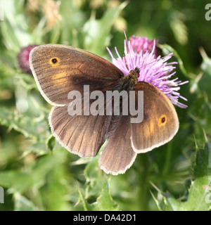 Nahaufnahme der weiblichen Wiese Braun (Maniola Jurtina) Schmetterling Nahrungssuche auf einer Distel Blume Stockfoto