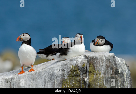 Papageitaucher Fratercula Arctica stehen auf Felsen Seacliff Nordsee Stockfoto