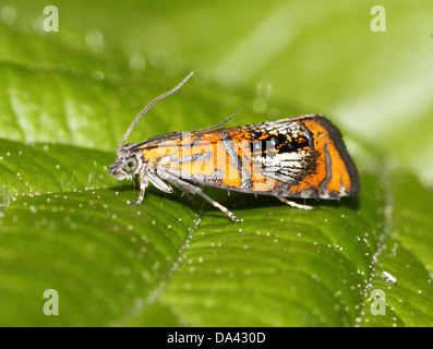 Nahaufnahme Makro Bild von den kleinen und bunten Europäischen gewölbt Marmor Micromoth (Olethreutes Arcuella) Stockfoto