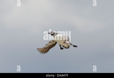 Guillemot Uria Aalge in Flug Seacliff Nordsee Stockfoto