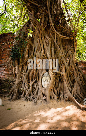 Die berühmten Buddha-Kopf in den Wurzeln eines Baumes im Wat Phra Mahthat in Ayutthaya, die alte Hauptstadt von Thailand. Stockfoto