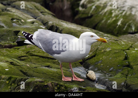 Silbermöwe, Larus Argentatus, Fütterung auf Auk Ei, northumberland Stockfoto