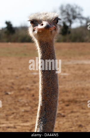Strauß in ihrer Farm in der Nähe von Ses Salines, auf der spanischen Insel Mallorca zu sehen. Stockfoto