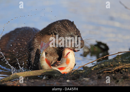 Europäische Otter (Lutra Lutra) Erwachsenen töten Roach (Rutilius Rutilus) Beute am Flussufer Fluss wenig Ouse Thetford Norfolk Stockfoto