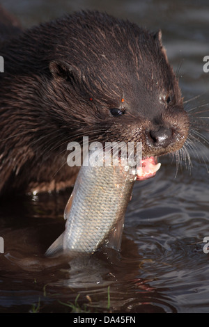 Europäische Otter (Lutra Lutra) erwachsenen männlichen Nahaufnahme der Kopf Fütterung auf europäischen Döbel (Squalius Cephalus) Beute im seichten Wasser an Stockfoto