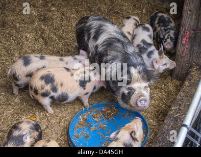 Inländische Schweine, Kune Kune, Sau und Ferkel, stehend auf Stroh in Stift, Rotherham, South Yorkshire, England, Februar Stockfoto