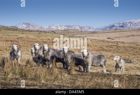 Hausschafe, Herdwick Schafe, Herde stehend im Hochland Weide, Crosbythwaite, Lake District Nationalpark, Cumbria, England, Februar Stockfoto