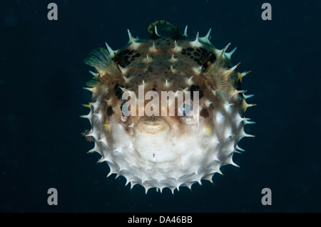 Endständigen Burrfish (Cyclichthys Orbicularis) Erwachsenen aufgeblasen im defensiven Verhalten Lembeh Straße Sulawesi Sunda-Inseln Stockfoto