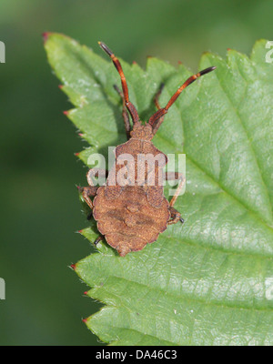 Detaillierten Makroaufnahmen von bräunlich Dock Bug (Coreus Marginatus) im Nymphe und Erwachsenen Stadium (20 Bilder in Serie) Stockfoto