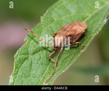 Detaillierten Makroaufnahmen von bräunlich Dock Bug (Coreus Marginatus) im Nymphe und Erwachsenen Stadium (20 Bilder in Serie) Stockfoto