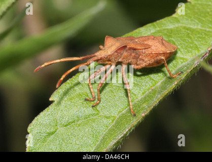 Detaillierten Makroaufnahmen von bräunlich Dock Bug (Coreus Marginatus) im Nymphe und Erwachsenen Stadium (20 Bilder in Serie) Stockfoto