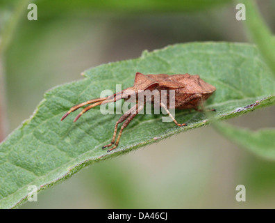 Detaillierten Makroaufnahmen von bräunlich Dock Bug (Coreus Marginatus) im Nymphe und Erwachsenen Stadium (20 Bilder in Serie) Stockfoto